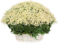 Цветочная композиция из Ромашки в корзине #REPLACE_PRED# Гусевский